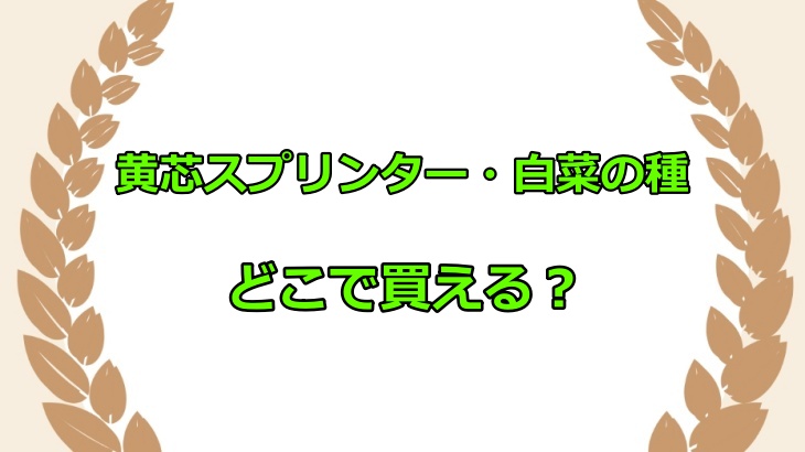 黄芯スプリンター・白菜の種はどこで買える？ホームセンターやネット通販で売ってるか調査！